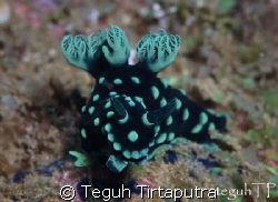 Nembrotha cristata, found at abot 10 meters deep off Sang... by Teguh Tirtaputra 